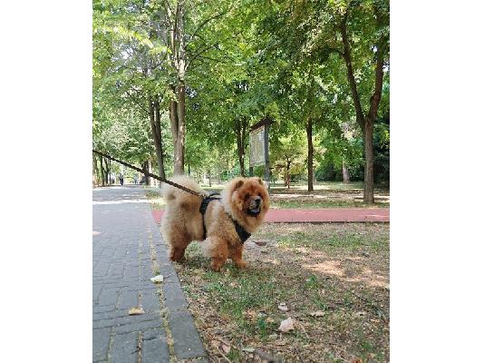 Κουτάβια Chow Chow